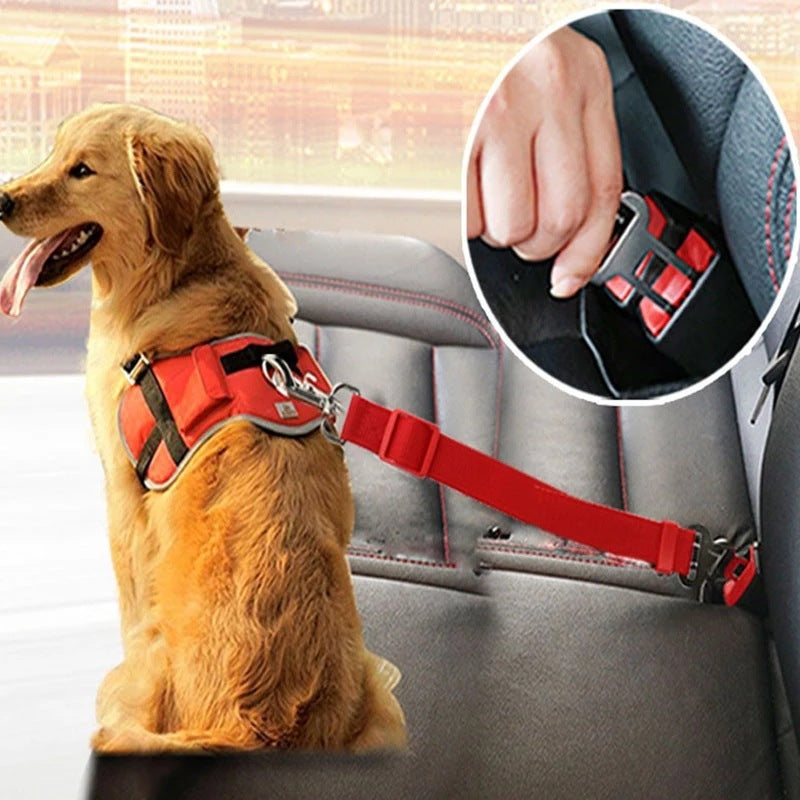 What are the best dog collar products ?